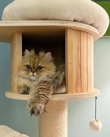 იყიდება მოსიყვარულე ბრიტანული მოკლებეწვიანი კნუტების აყვანა * თბილისი