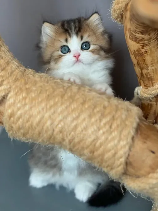 Возьмите на продажу любящих британских короткошерстных котят. Тбилиси - изображение 3