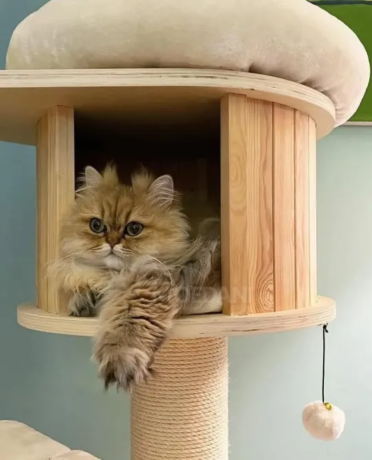 Возьмите на продажу любящих британских короткошерстных котят. Тбилиси - изображение 2