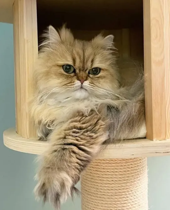 Возьмите на продажу любящих британских короткошерстных котят. Тбилиси - изображение 1