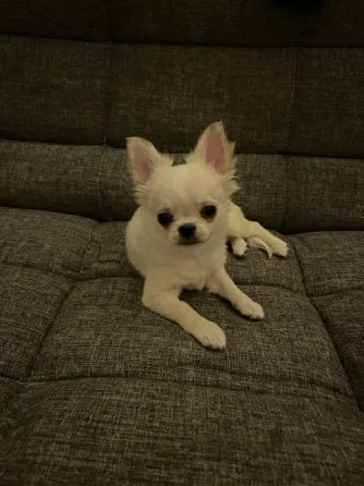 ჩიხუახუას ლეკვი, 3 თვის თბილისი