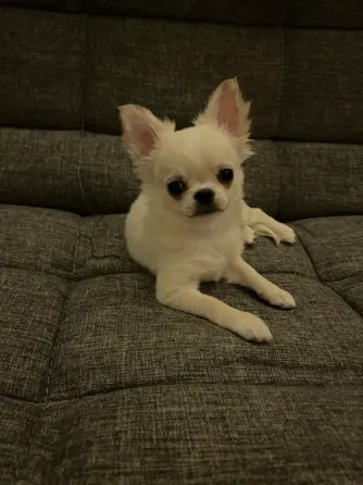 ჩიხუახუას ლეკვი, 3 თვის თბილისი