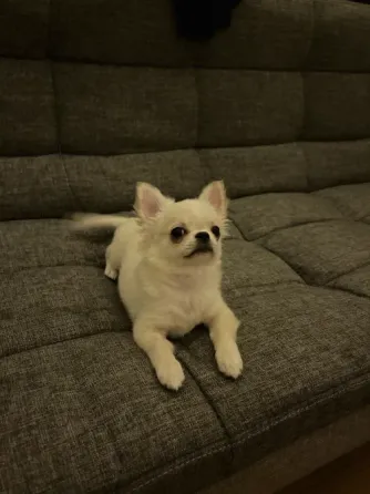 ჩიხუახუას ლეკვი, 3 თვის თბილისი