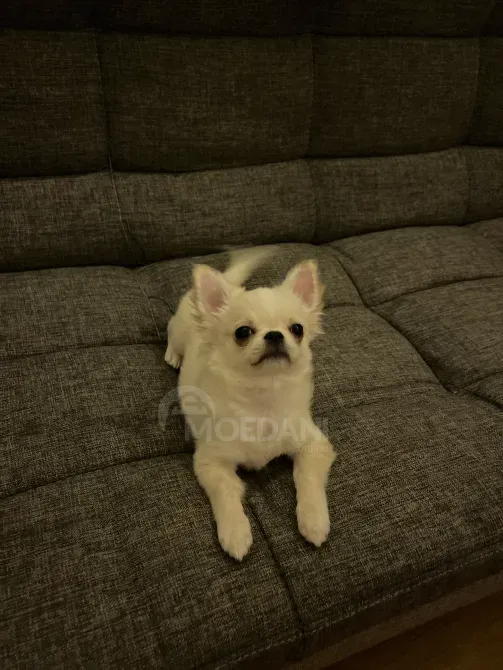 Chihuahua puppy, 3 months old Tbilisi - photo 6