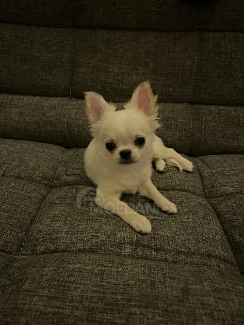 Chihuahua puppy, 3 months old Tbilisi - photo 1