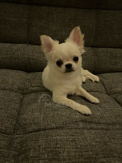 Chihuahua puppy, 3 months old Tbilisi - photo 3