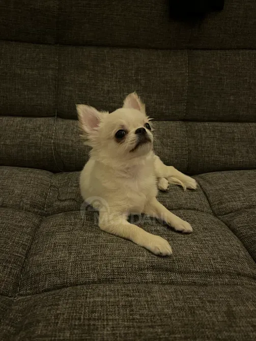 Chihuahua puppy, 3 months old Tbilisi - photo 2