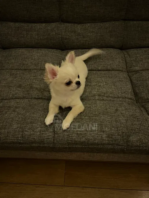 Chihuahua puppy, 3 months old Tbilisi - photo 4