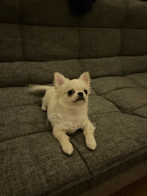 Chihuahua puppy, 3 months old Tbilisi - photo 5