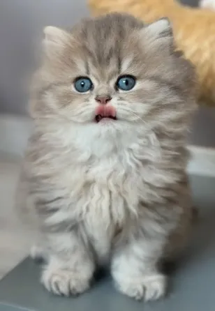 განსაცვიფრებელი ფუმფულა ბრიტანული მოკლებეწვიანი კნუტები თბილისი