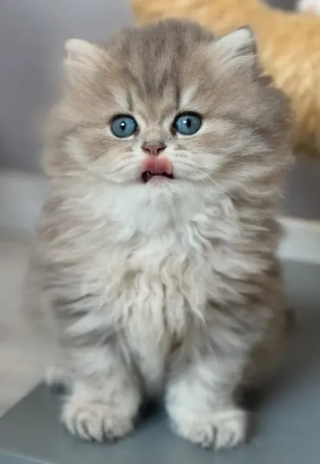 Stunning fluffy British short haired kittens Tbilisi - photo 3