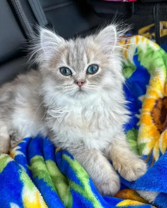 Stunning fluffy British short haired kittens Tbilisi - photo 1