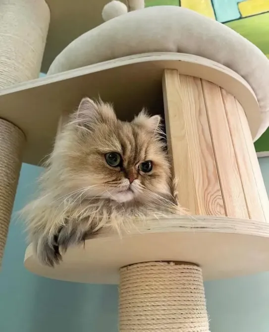 Stunning fluffy British short haired kittens Tbilisi - photo 2