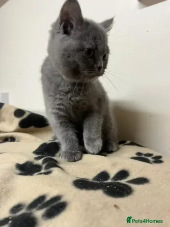 დარჩა 2 BSH მდედრი კნუტი - მზადაა თბილისი