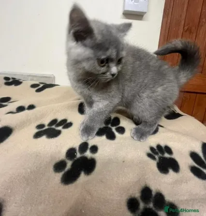 დარჩა 2 BSH მდედრი კნუტი - მზადაა თბილისი