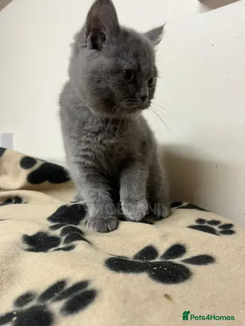 Осталось 2 котенка породы BSH, готовы сейчас Тбилиси - изображение 3