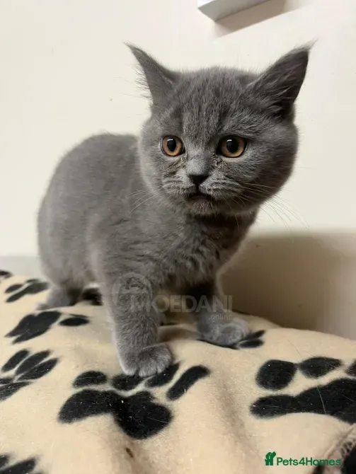 Осталось 2 котенка породы BSH, готовы сейчас Тбилиси - изображение 2