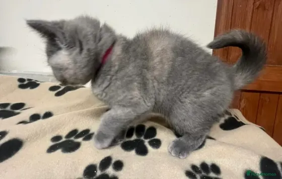 Gatitos británicos de pelo corto თბილისი