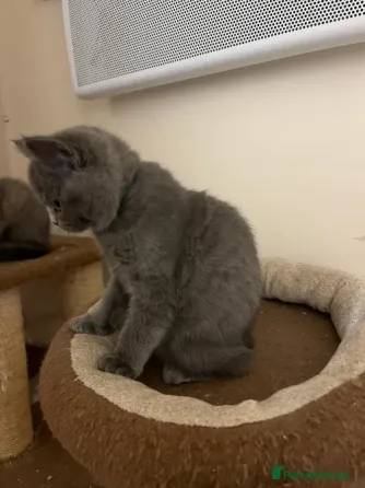 Gatitos británicos de pelo corto თბილისი