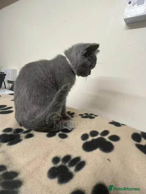 Gatitos británicos de pelo corto Tbilisi - photo 4