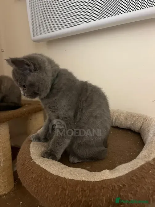 Gatitos británicos de pelo corto Tbilisi - photo 3