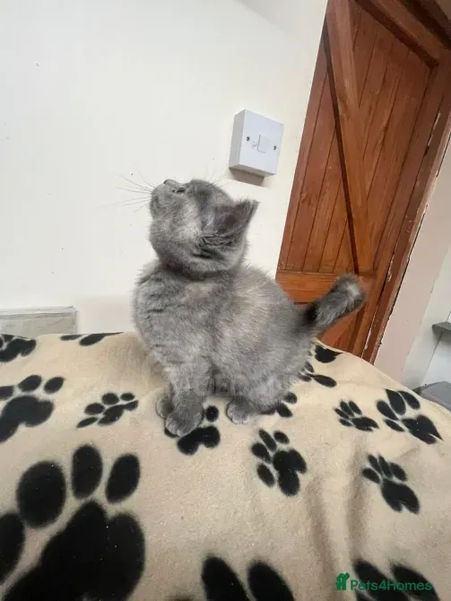 Gatitos británicos de pelo corto Tbilisi - photo 2