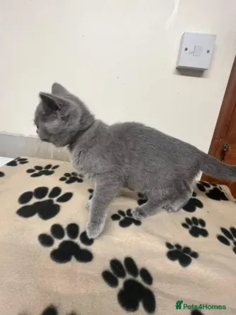 Gccf BSH Hermoso gatito - 1 მაჩო აზული თბილისი