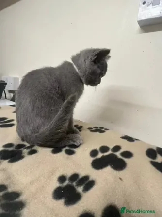 Gccf BSH Hermoso gatito - 1 მაჩო აზული თბილისი