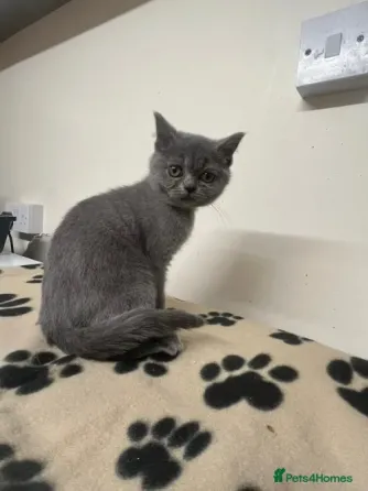 Gccf BSH Hermoso gatito - 1 მაჩო აზული თბილისი