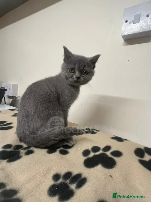 Gccf BSH Hermoso gatito - 1 macho azul Tbilisi - photo 1