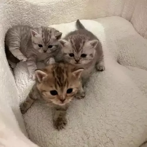 Იყიდება ულამაზესი ბრიტანული კნუტები. თბილისი