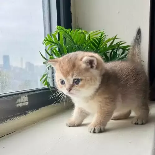 Beautiful British kittens for sale. Tbilisi - photo 1