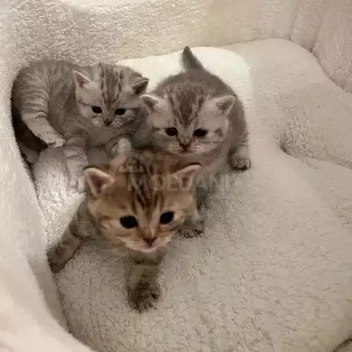 Beautiful British kittens for sale. Tbilisi - photo 2