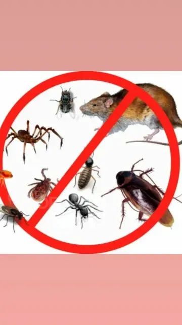 დეზინსექცია თბილისი - photo 3