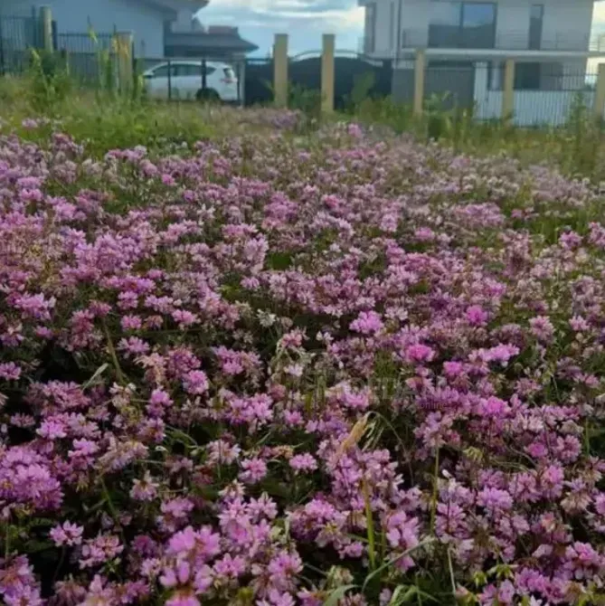 Продам земельный участок 1000м² Mckheta - photo 4