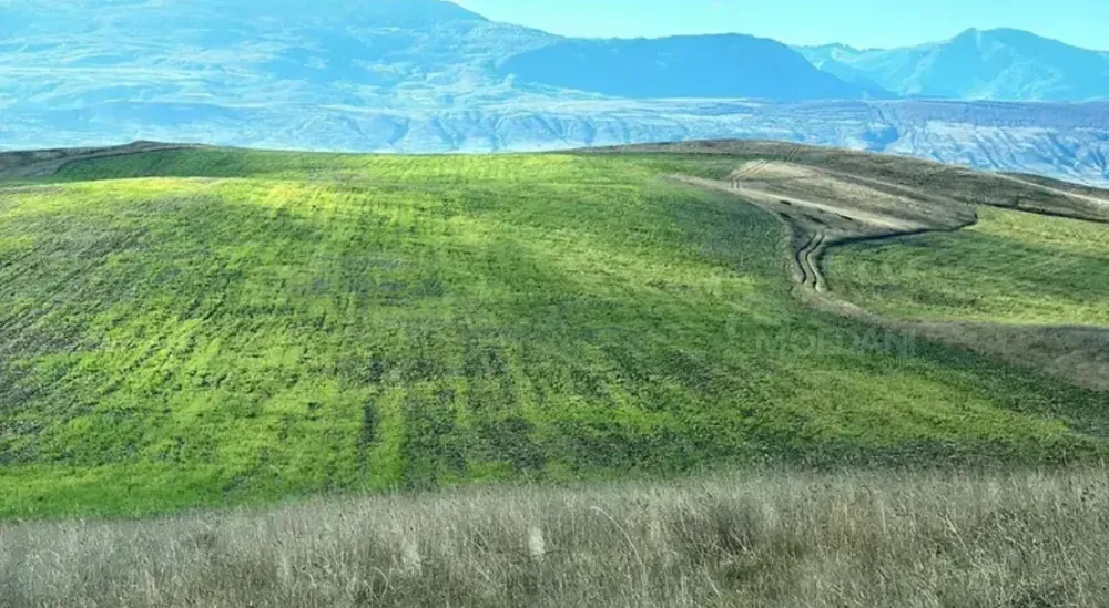 Продам земельный участок 68000м² Gori - photo 2