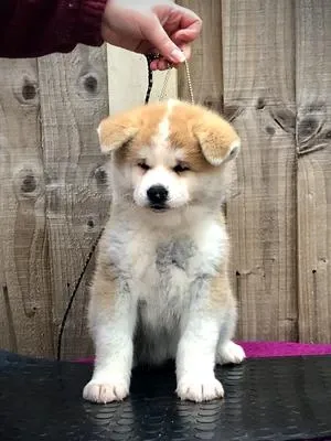 Იყიდება აკიტას ულამაზესი ლეკვები. Тбилиси - изображение 1