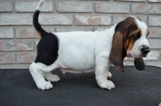 Იყიდება ბასეტ ჰაუნდის ლეკვები. თბილისი