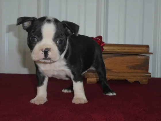 Ბოსტნ ტერიერის ლეკვები აყვანისთვის. თბილისი