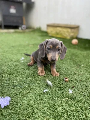 Იყიდება ტაქსას ლეკვები. თბილისი