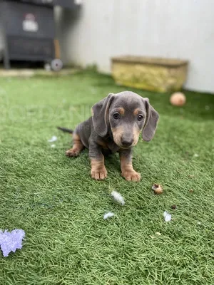 Იყიდება ტაქსას ლეკვები. Тбилиси - изображение 1