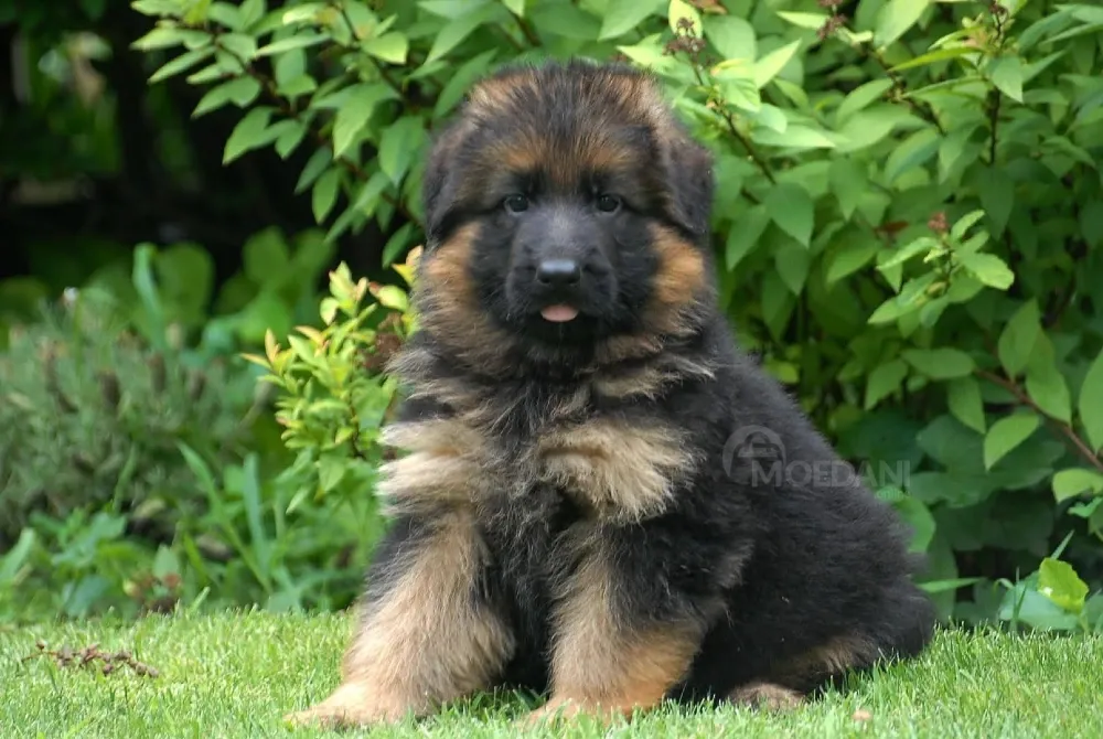 Იყიდება საყვარელი გერმანული ნაგაზის ლეკვები. Тбилиси - изображение 1