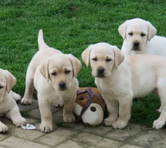 Იყიდება ჭკვიანი ლაბრადორ რეტრივერის ლეკვები. თბილისი