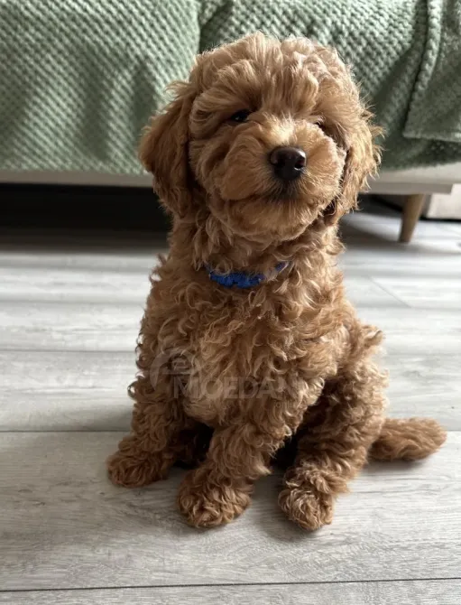 Бесплатное приложение для детей. Тбилиси - изображение 2