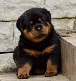 Იყიდება როტვეილერის ლეკვები. Tbilisi - photo 1