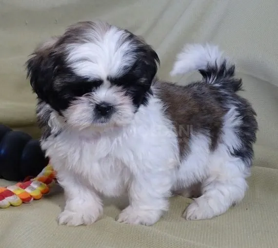 Იყიდება ში-ცუს ულამაზესი ლეკვები. Тбилиси - изображение 1