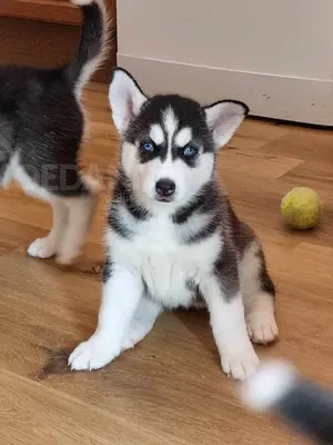Საყვარელი ციმბირული ჰასკის ლეკვები აყვანისთვის. Тбилиси - изображение 2