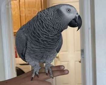 Იყიდება კარგად გაწვრთნილი აფრიკული ნაცრისფერი თუთიყუშები. Тбилиси - изображение 1