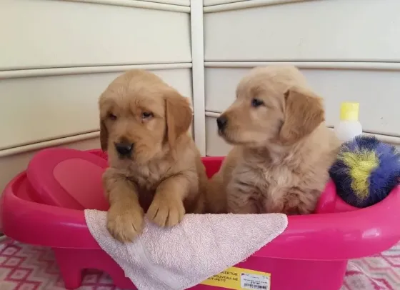 Щенки золотистого ретривера თბილისი