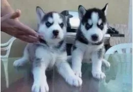 Siberian husky puppies Tbilisi - photo 1